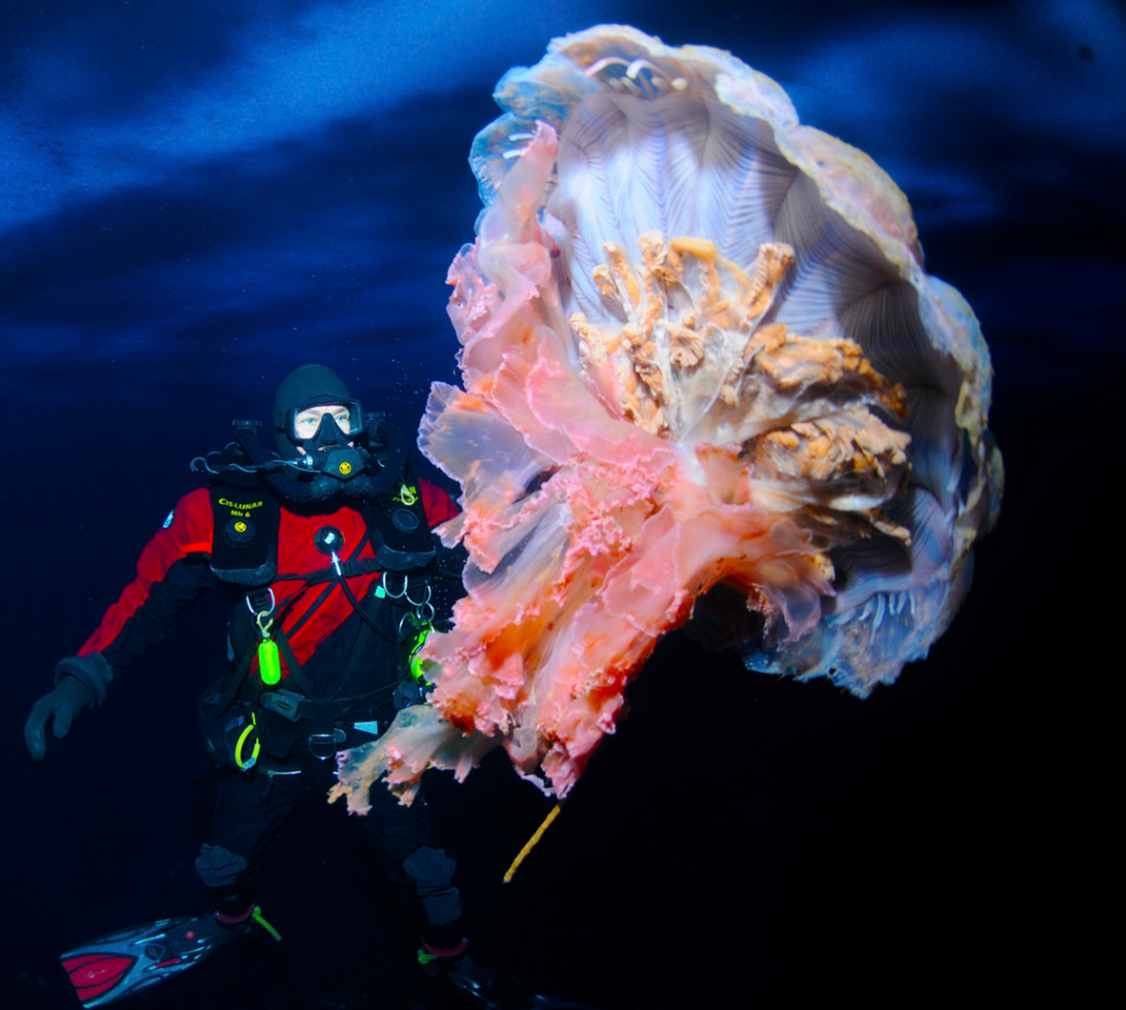 jelly