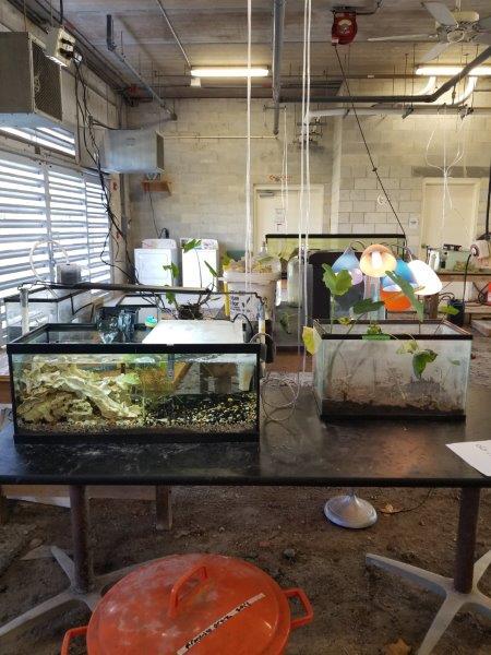 small tanks